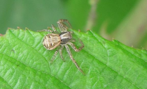 Xysticus sp. - Sostegno (BI)